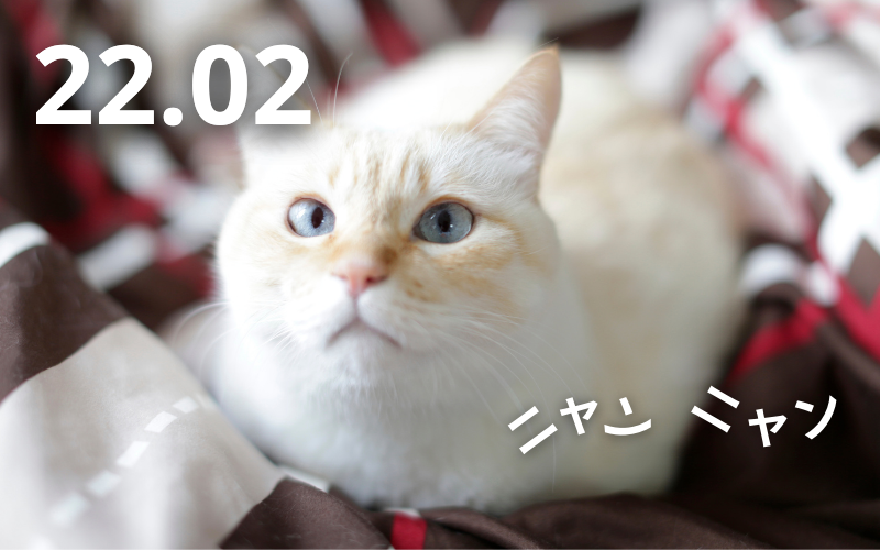 Neko no Hi: o Dia do Gato no Japão